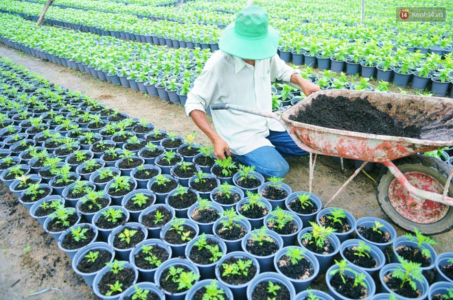Hoa bắt đầu chớm nở, nhà vườn Sài Gòn ngày đêm chăm sóc để kịp cho người dân mua sắm đón Tết Kỷ Hợi 2019 - Ảnh 3.