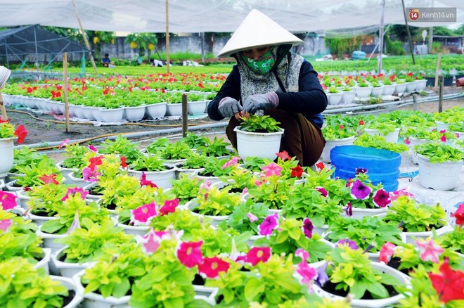 Hoa bắt đầu chớm nở, nhà vườn Sài Gòn ngày đêm chăm sóc để kịp cho người dân mua sắm đón Tết Kỷ Hợi 2019 - Ảnh 13.