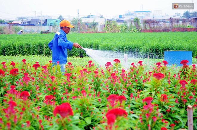 Hoa bắt đầu chớm nở, nhà vườn Sài Gòn ngày đêm chăm sóc để kịp cho người dân mua sắm đón Tết Kỷ Hợi 2019 - Ảnh 6.