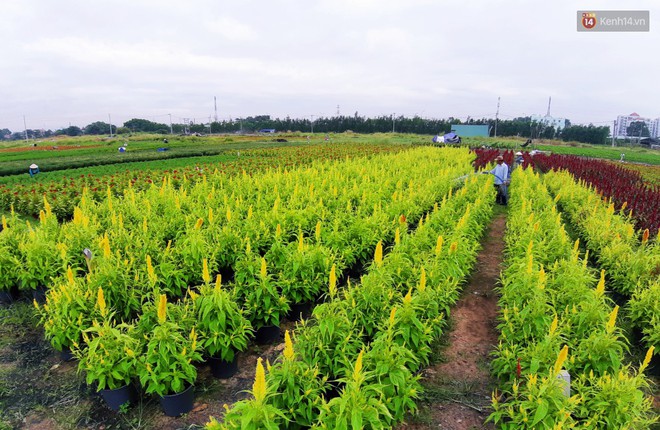 Hoa bắt đầu chớm nở, nhà vườn Sài Gòn ngày đêm chăm sóc để kịp cho người dân mua sắm đón Tết Kỷ Hợi 2019 - Ảnh 7.