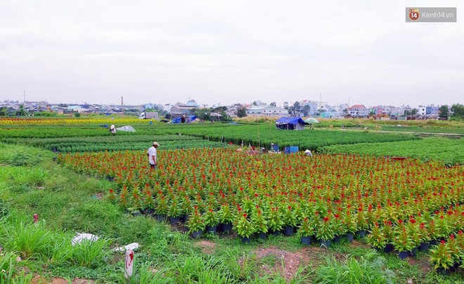 Hoa bắt đầu chớm nở, nhà vườn Sài Gòn ngày đêm chăm sóc để kịp cho người dân mua sắm đón Tết Kỷ Hợi 2019 - Ảnh 1.