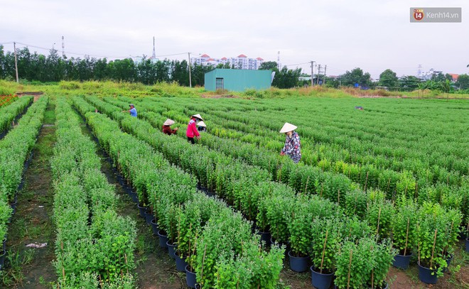 Hoa bắt đầu chớm nở, nhà vườn Sài Gòn ngày đêm chăm sóc để kịp cho người dân mua sắm đón Tết Kỷ Hợi 2019 - Ảnh 2.