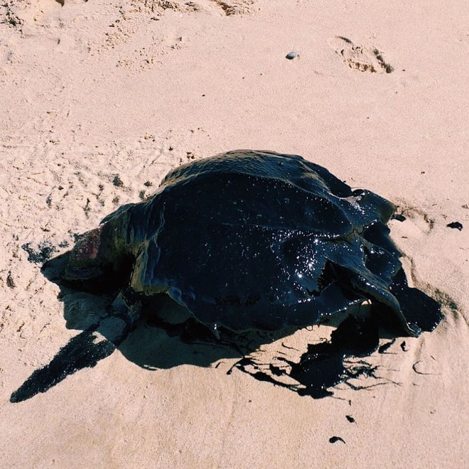 Rùa biển quý hiếm chết dạt bờ trong tình trạng toàn thân bọc kín dầu đen, đến giờ khoa học vẫn đau đầu không hiểu chuyện gì đang xảy ra - Ảnh 4.