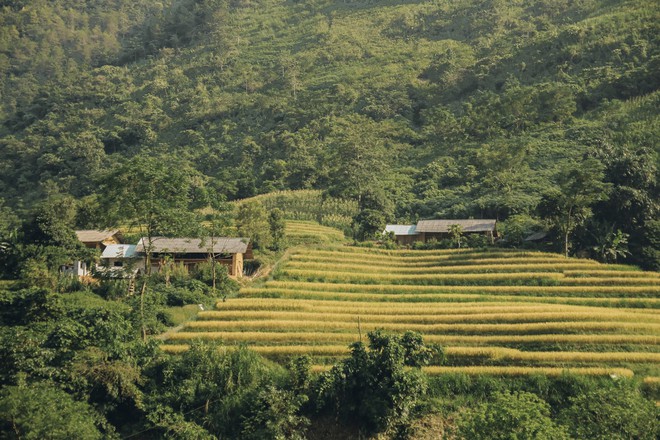 Review chuyến đi Hà Giang săn mùa vàng, chàng photographer khiến dân tình mê như điếu đổ với bộ ảnh đẹp mê hồn - Ảnh 5.