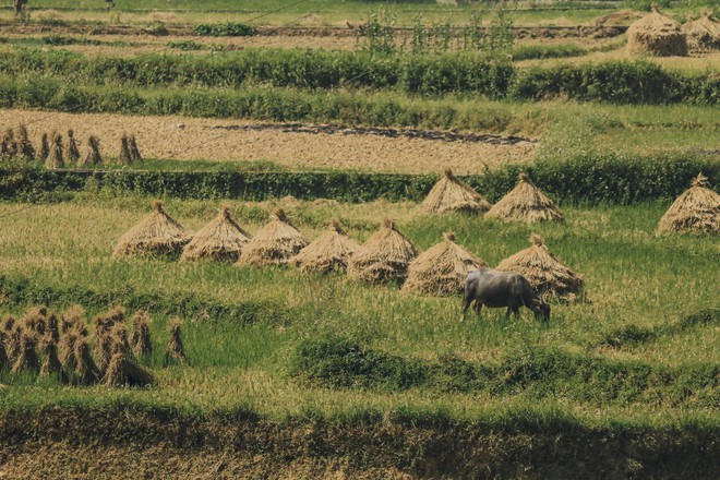 Review chuyến đi Hà Giang săn mùa vàng, chàng photographer khiến dân tình mê như điếu đổ với bộ ảnh đẹp mê hồn - Ảnh 6.