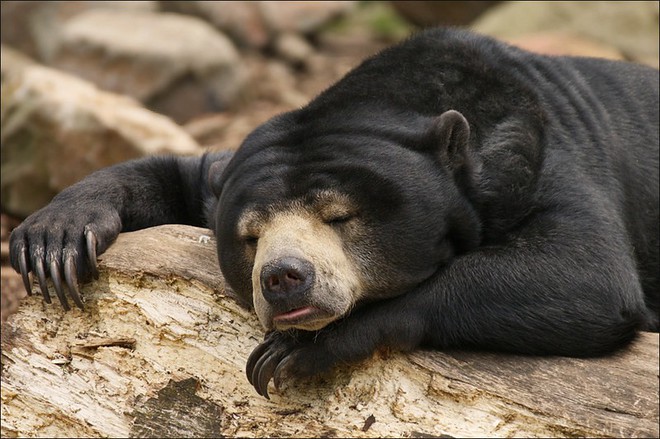 Khoảnh khắc chill phết của các loài động vật khiến bạn cảm thấy thật nhẹ nhõm sau một ngày làm việc căng thẳng - Ảnh 15.
