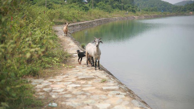 Trâu đằm suối, bò, dê uống nước kênh dẫn vào nhà máy nước sạch sông Đà - Ảnh 4.