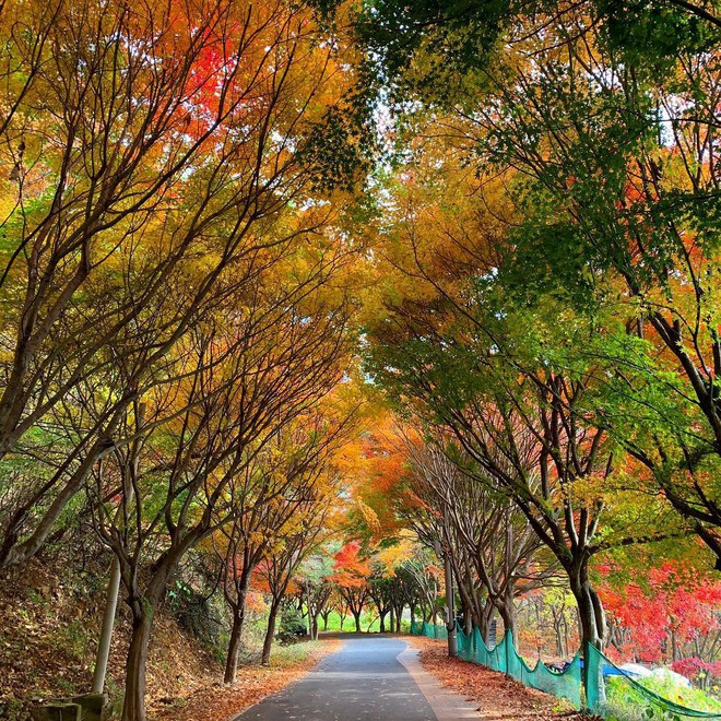 Đi Hàn Quốc mùa thu mà không ngắm lá đỏ thì uổng phí cả thanh xuân, lên lịch để hốt hình sống ảo liền nè! - Ảnh 3.