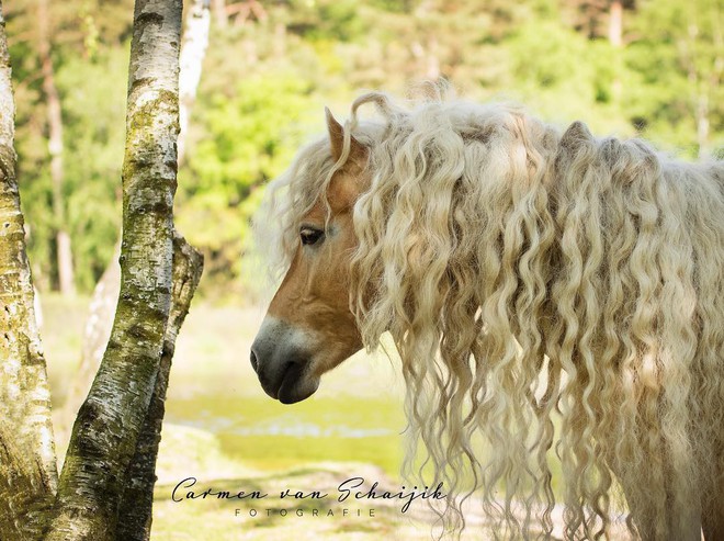 Chiêm ngưỡng vẻ đẹp kiêu sa của nàng ngựa có chiếc bờm dài bồng bềnh hệt như nàng công chúa tóc mây Rapunzel - Ảnh 5.
