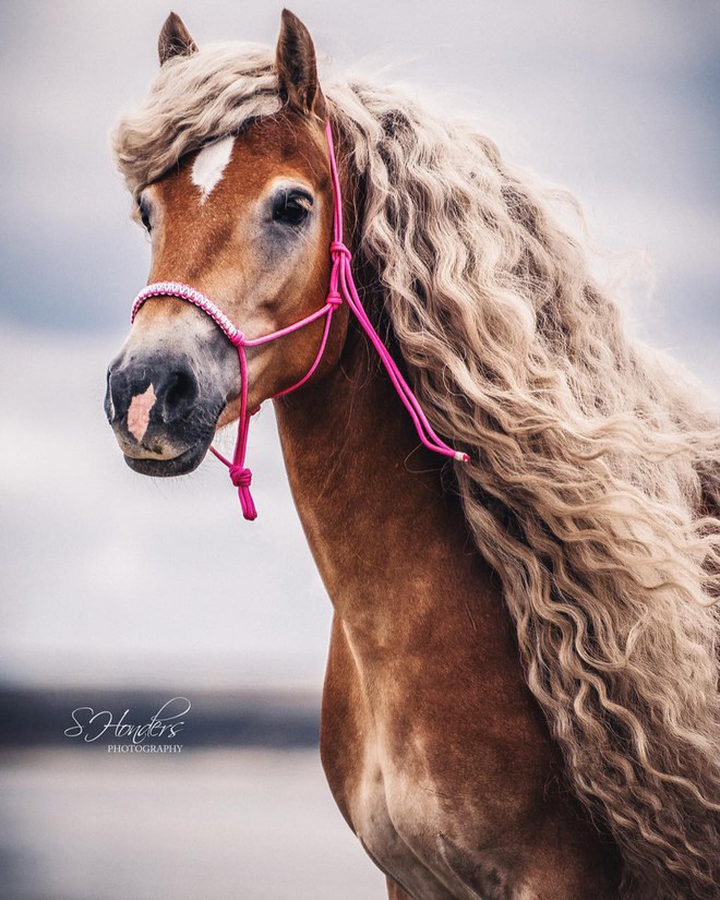 Chiêm ngưỡng vẻ đẹp kiêu sa của nàng ngựa có chiếc bờm dài bồng bềnh hệt như nàng công chúa tóc mây Rapunzel - Ảnh 2.