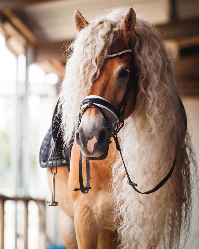 Chiêm ngưỡng vẻ đẹp kiêu sa của nàng ngựa có chiếc bờm dài bồng bềnh hệt như nàng công chúa tóc mây Rapunzel - Ảnh 6.