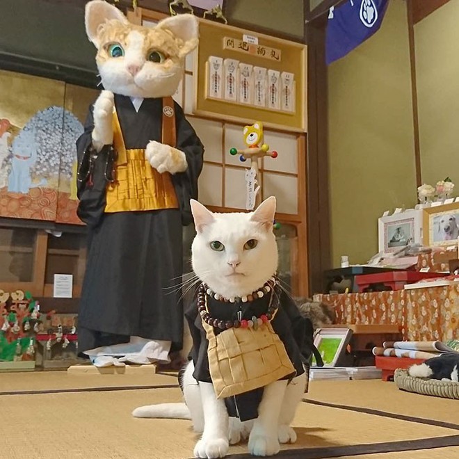 Muốn biết mèo Nhật Bản “quyền lực” ra sao, cứ đến ngôi đền “Meo Meo Tự” nơi có trụ trì lẫn chú tiểu đều là… mèo! - Ảnh 1.