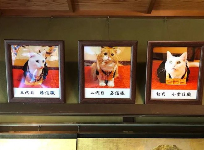 Muốn biết mèo Nhật Bản “quyền lực” ra sao, cứ đến ngôi đền “Meo Meo Tự” nơi có trụ trì lẫn chú tiểu đều là… mèo! - Ảnh 12.