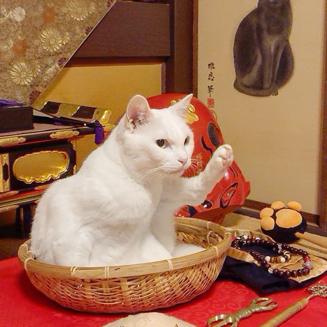 Muốn biết mèo Nhật Bản “quyền lực” ra sao, cứ đến ngôi đền “Meo Meo Tự” nơi có trụ trì lẫn chú tiểu đều là… mèo! - Ảnh 2.