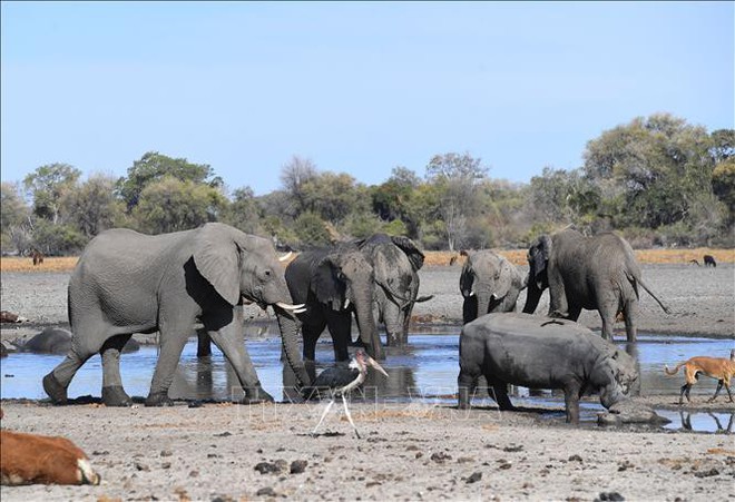 Hơn 100 con voi chết ở Botswana nghi do nhiễm bệnh than - Ảnh 1.