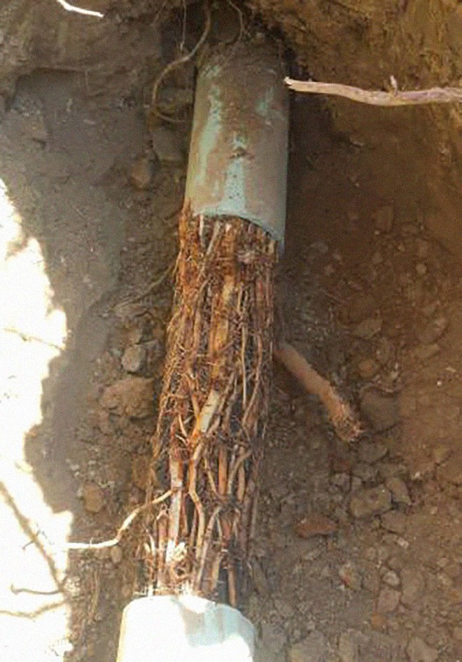 Ch&agrave;ng trai sửa bể phốt trong 2 năm v&agrave; đ&acirc;y l&agrave; những nh&agrave; vệ sinh đ&atilde; &aacute;m ảnh anh ta cả trong giấc ngủ - Ảnh 9.