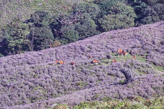 Sắp tới th&#225;ng 11 rủ nhau l&#234;n T&#224; Ch&#236; Nh&#249; ngắm cả đồi hoa Chi P&#226;u đẹp đến qu&#234;n lối về c&#225;c chị em ơi - Ảnh 7.