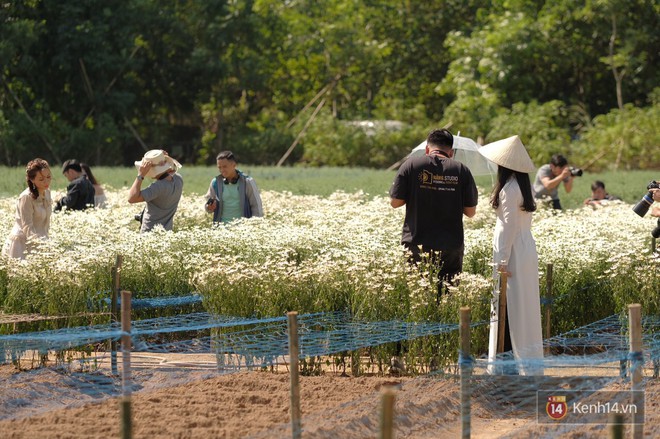 Cúc hoạ mi vừa vào mùa, dân tình đã đổ xô đi sống ảo: 1 mét vuông đất 10 người đứng chụp ảnh là có thật!  - Ảnh 4.