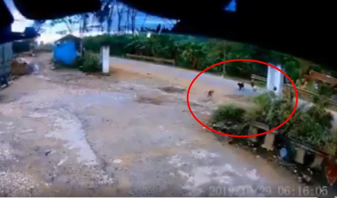 Clip: Xe m&aacute;y ng&atilde; nh&agrave;o xuống đường sau m&agrave;n đụng độ 4 ch&uacute; ch&oacute;, t&igrave;nh cảnh khổ đau khiến d&acirc;n mạng vừa thương vừa buồn cười - Ảnh 3.