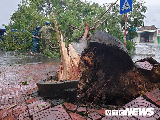 Ảnh: Bão số 5 chưa đổ bộ, hàng loạt cây to bật gốc chắn ngang quốc lộ - Ảnh 1.