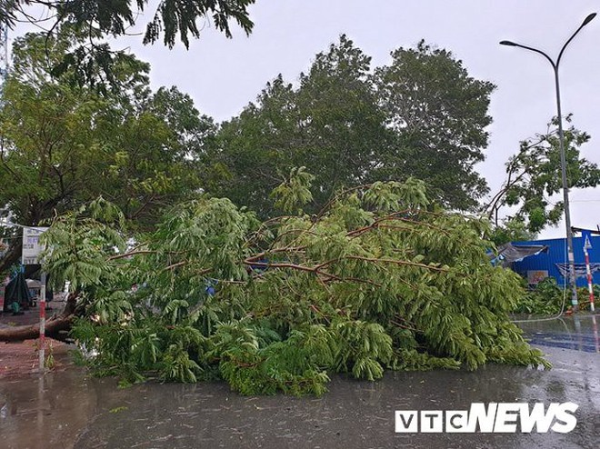 Ảnh: Bão số 5 chưa đổ bộ, hàng loạt cây to bật gốc chắn ngang quốc lộ - Ảnh 2.