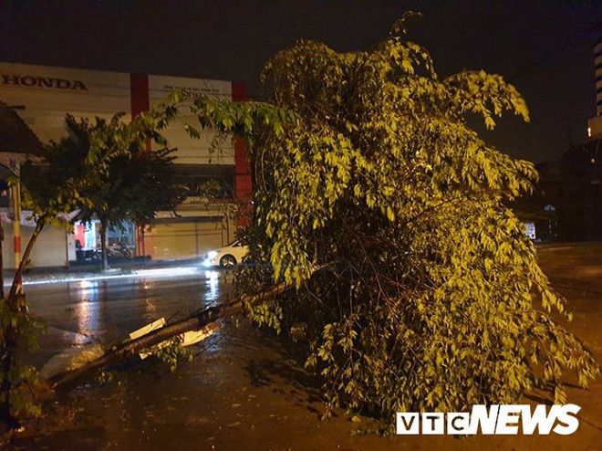 Ảnh: Bão số 5 chưa đổ bộ, hàng loạt cây to bật gốc chắn ngang quốc lộ - Ảnh 5.