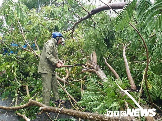 Ảnh: Bão số 5 chưa đổ bộ, hàng loạt cây to bật gốc chắn ngang quốc lộ - Ảnh 7.