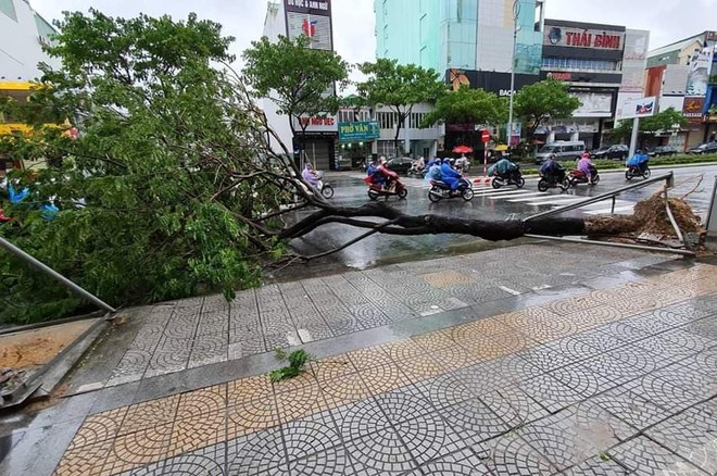 Đà Nẵng: Cây xanh đổ hàng loạt sau bão số 5, nhiều đoạn đường bị ngập khiến giao thông hỗn loạn - Ảnh 4.