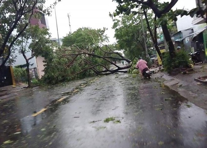 Đà Nẵng: Cây xanh đổ hàng loạt sau bão số 5, nhiều đoạn đường bị ngập khiến giao thông hỗn loạn - Ảnh 4.