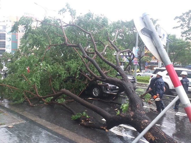 Đà Nẵng: Cây xanh đổ hàng loạt sau bão số 5, nhiều đoạn đường bị ngập khiến giao thông hỗn loạn - Ảnh 6.