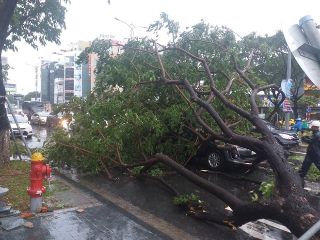 Đà Nẵng: Cây xanh đổ hàng loạt sau bão số 5, nhiều đoạn đường bị ngập khiến giao thông hỗn loạn - Ảnh 6.