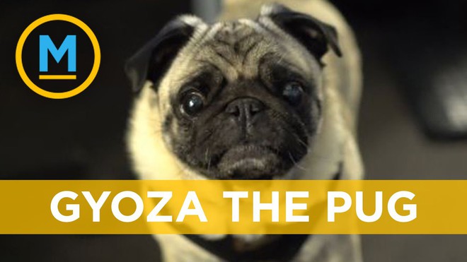 Những ảnh đại diện chó Pug ngơ ngác sẽ khiến bạn không thể nhịn được cười. Chúng có biểu cảm đáng yêu và đầy hài hước.