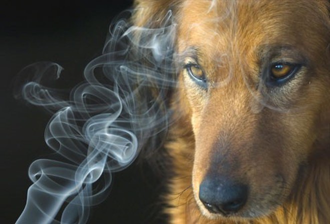 Nuôi thú cưng là cách để chúng ta tìm thấy niềm vui trong cuộc sống nhưng hút thuốc trong khi nuôi thú cưng có thể gây hại đến sức khỏe của chúng ta và cả của thú cưng của chúng ta. Hãy xem hình ảnh và tìm hiểu về những tác hại của việc hút thuốc khi nuôi thú cưng.