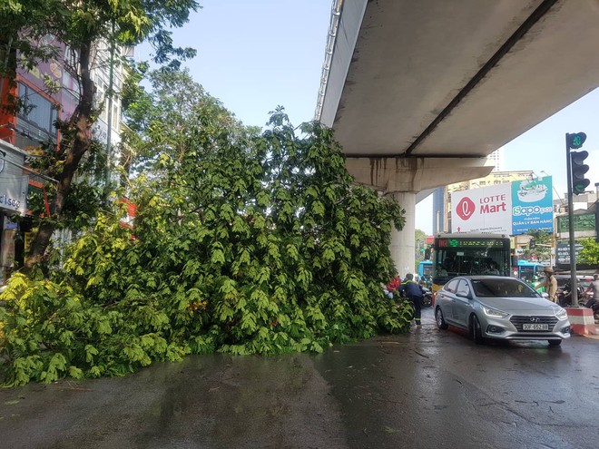 Hà Nội: 2 cây phượng lớn đổ chắn kín đường sau cơn mưa giông - Ảnh 3.