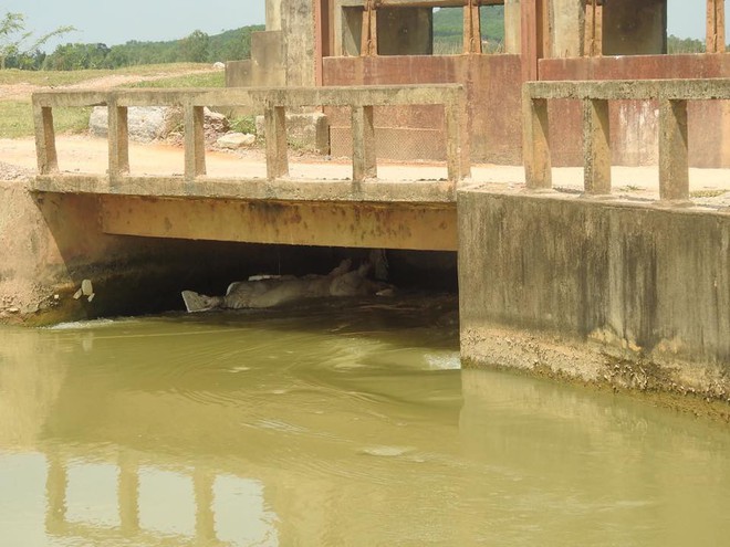 Nghệ An: Dịch tả lợn châu Phi lan khắp nơi, người dân vứt lợn chết trên sông - Ảnh 1.