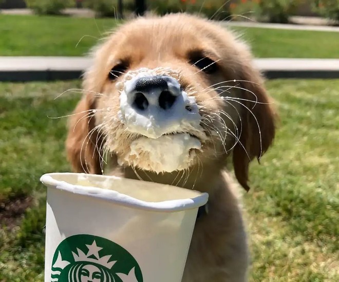 Góc đáng yêu: Starbucks miễn phí thức uống với tên gọi puppuccino dành riêng cho các boss cún đi cà phê cùng chủ - Ảnh 1.