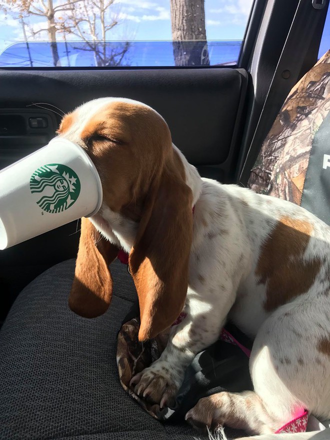 Góc đáng yêu: Starbucks miễn phí thức uống với tên gọi puppuccino dành riêng cho các boss cún đi cà phê cùng chủ - Ảnh 8.