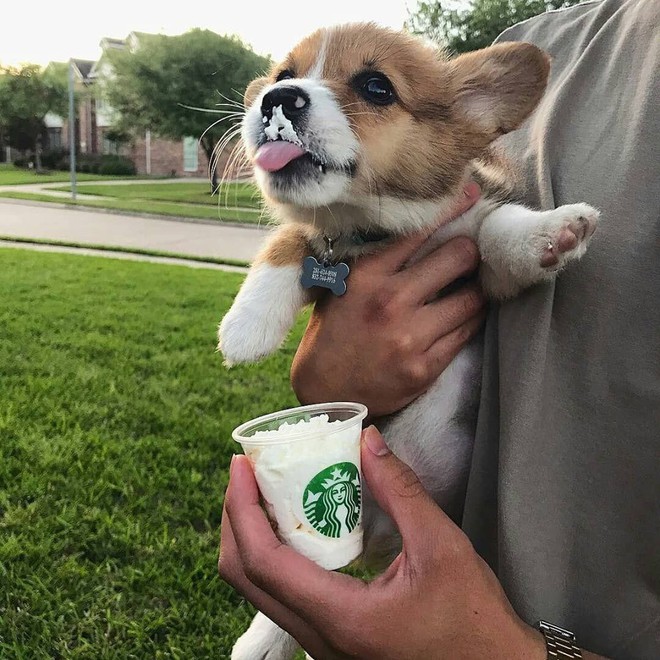 Góc đáng yêu: Starbucks miễn phí thức uống với tên gọi puppuccino dành riêng cho các boss cún đi cà phê cùng chủ - Ảnh 2.