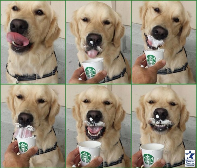 Góc đáng yêu: Starbucks miễn phí thức uống với tên gọi puppuccino dành riêng cho các boss cún đi cà phê cùng chủ - Ảnh 5.