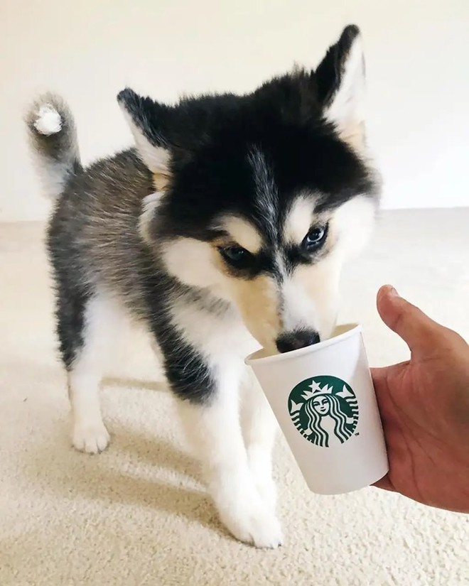 Góc đáng yêu: Starbucks miễn phí thức uống với tên gọi puppuccino dành riêng cho các boss cún đi cà phê cùng chủ - Ảnh 6.