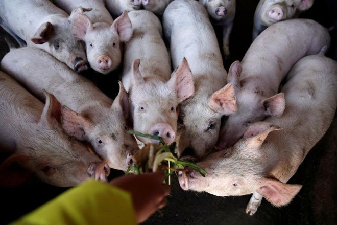 Trung Quốc nuôi lợn to như gấu Bắc Cực để đối phó khủng hoảng thịt lợn - Ảnh 2.