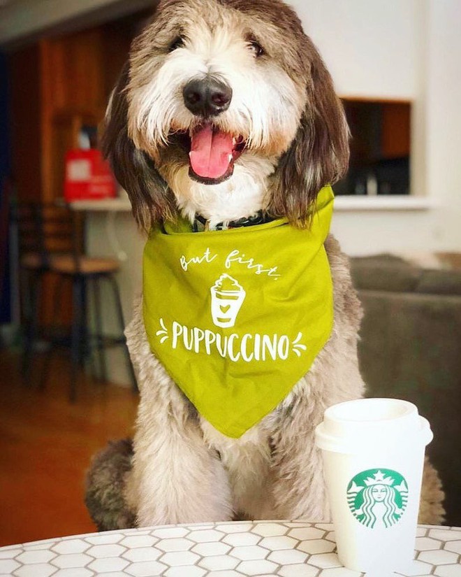 Góc đáng yêu: Starbucks miễn phí thức uống với tên gọi puppuccino dành riêng cho các boss cún đi cà phê cùng chủ - Ảnh 7.