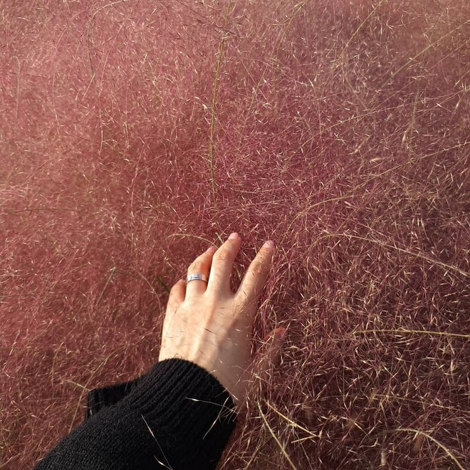 Mỗi độ thu về, cánh đồng cỏ hồng ở Hàn Quốc lại là địa điểm được hội thích sống ảo check in nhiều nhất trên Instagram - Ảnh 3.