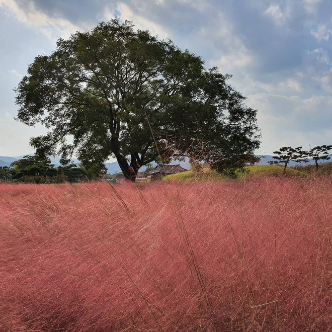 Mỗi độ thu về, cánh đồng cỏ hồng ở Hàn Quốc lại là địa điểm được hội thích sống ảo check in nhiều nhất trên Instagram - Ảnh 2.