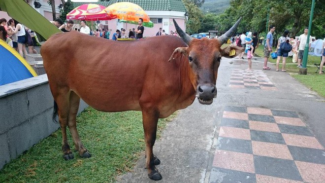 Băng đảng bốn con bò hung hăng cướp sạch rau củ trong siêu thị Hong Kong ngay giữa thanh thiên bạch nhật - Ảnh 6.