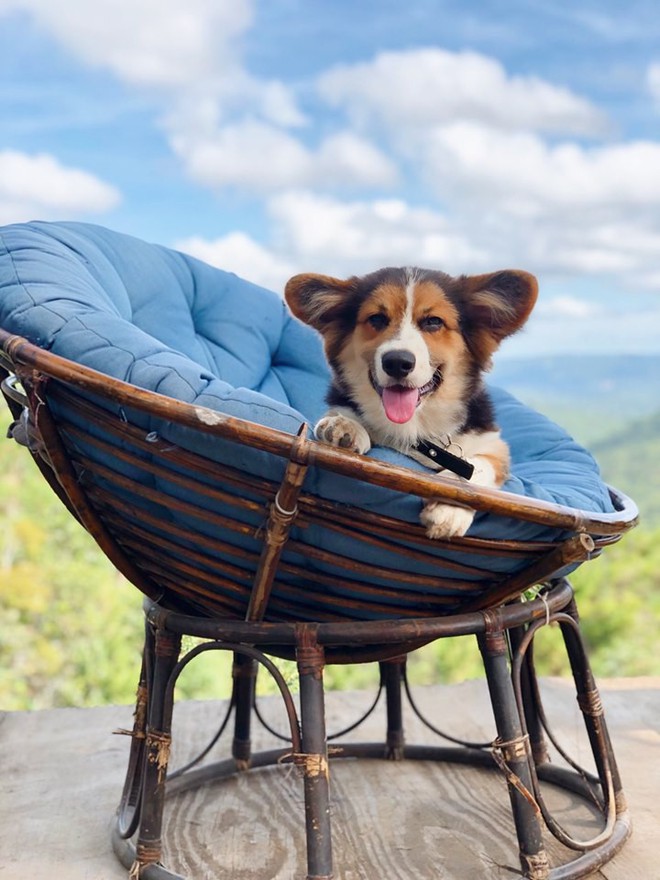 Going to Da Lat to become a "lotus" at 5 super cute dog cafes, now taking pictures to check-in with the new boss is a hot trend!  - Photo 13.