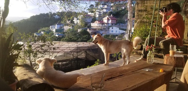 L&ecirc;n Đ&agrave; Lạt h&oacute;a &ldquo;con sen&rdquo; ở 5 qu&aacute;n cafe c&uacute;n si&ecirc;u dễ thương, giờ chụp ảnh check-in với boss mới l&agrave; hot trend nh&eacute;! - Ảnh 28.