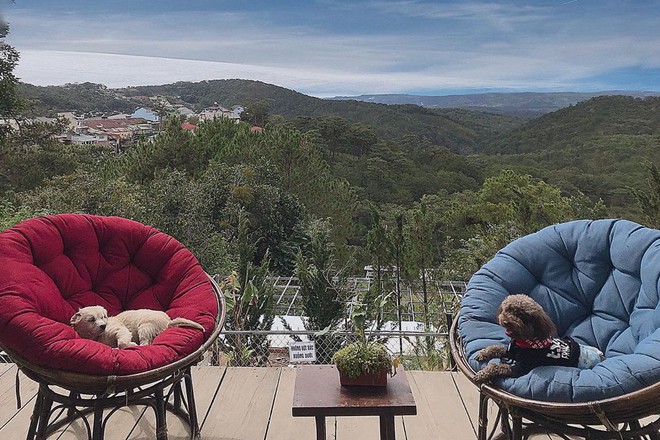 L&ecirc;n Đ&agrave; Lạt h&oacute;a &ldquo;con sen&rdquo; ở 5 qu&aacute;n cafe c&uacute;n si&ecirc;u dễ thương, giờ chụp ảnh check-in với boss mới l&agrave; hot trend nh&eacute;! - Ảnh 15.