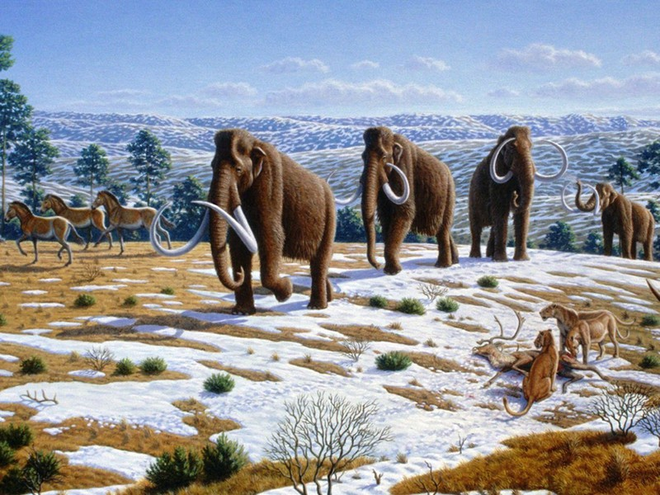 Tiết lộ mới: Cá thể voi ma mút cuối cùng chỉ chết cách đây 4.000 năm - Ảnh 1.