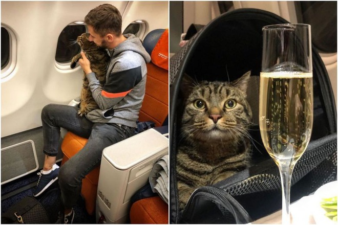 Lén lút mang hoàng thượng mèo thừa cân lên máy bay, chàng trai nhận án phạt cực nặng từ hãng hàng không - Ảnh 1.